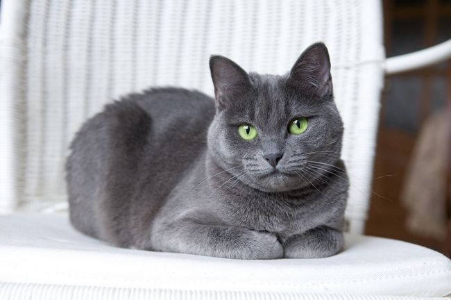 5Cat Russian Blue Cats