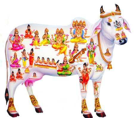 kamadhenu cow