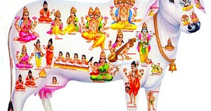 kamadhenu cow